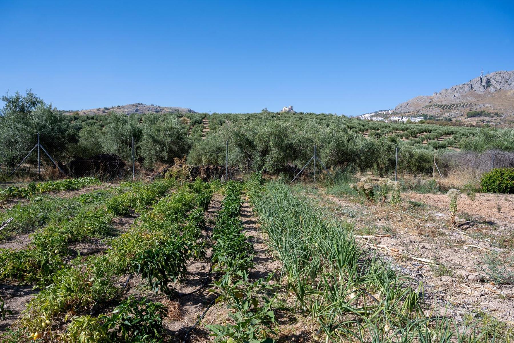 Agroturismo Ecologico El Cortijillo Luque Exteriér fotografie